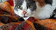 Pupuce participe au concours pour gagner de l'argent avec cette photo : cat, calico_cat, pet, animal, indoor, blanket, plaid, couch, furniture, cozy, resting, fur, green_eyes, looking, cute, domestic_animal, whiskers, ears, face, relaxed