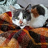 cat, calico_cat, pet, animal, indoor, blanket, plaid, couch, furniture, cozy, resting, fur, green_eyes, looking, cute, domestic_animal, whiskers, ears, face, relaxed