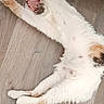 cat, stretching, yawning, floor, wooden_floor, indoor, pet, feline, white_fur, brown_spots, clothing, black_clothing, gray_clothing, relaxed, paw, home, domestic, animal, sleepy, cute
