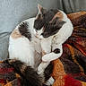 cat, calico_cat, feline, pet, animal, curled_up, sleeping, blanket, plaid, cozy, soft_texture, indoor, resting, fur, tail, paw, cute, relaxed, warm_colors, comfort