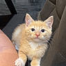 Vegas participe au concours pour gagner de l'argent avec cette photo : kitten, cat, orange_cat, white_paws, furry, cute, sitting, indoors, chair, furniture, person, leg, pet, animal, portrait, looking_at_camera, whiskers, ears, striped_blanket, cozy