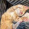 Vegas a rejoint le concours — aidez-le/la à gagner de superbes lots ! cat, kitten, orange_tabby, sleeping, cuddly, cute, fluffy, pet, paw, toe_beans, pink_nose, whiskers, upside_down, relaxed, blanket, gray_blanket, cozy, indoors, closeup, animal_portrait