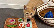 Vegas a rejoint le concours — aidez-le/la à gagner de superbes lots ! cat, kitten, ginger_cat, orange_tabby, pet, animal, face, eyes, ears, whiskers, indoors, floor, play_mat, cat_toys, toy_basket, sushi_toy, feather_toy, soy_sauce_packet, crouching, curious