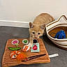cat, kitten, ginger_cat, orange_tabby, pet, animal, face, eyes, ears, whiskers, indoors, floor, play_mat, cat_toys, toy_basket, sushi_toy, feather_toy, soy_sauce_packet, crouching, curious