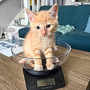 Vegas participe au concours pour gagner de l'argent avec cette photo : kitten, cat, orange_cat, animal, pet, sitting, glass_bowl, kitchen_scale, weighing, table, indoor, home, couch, fluffy, fur, whiskers, ears, paws, cute, portrait