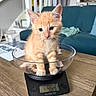 kitten, cat, orange_cat, animal, pet, sitting, glass_bowl, kitchen_scale, weighing, table, indoor, home, couch, fluffy, fur, whiskers, ears, paws, cute, portrait