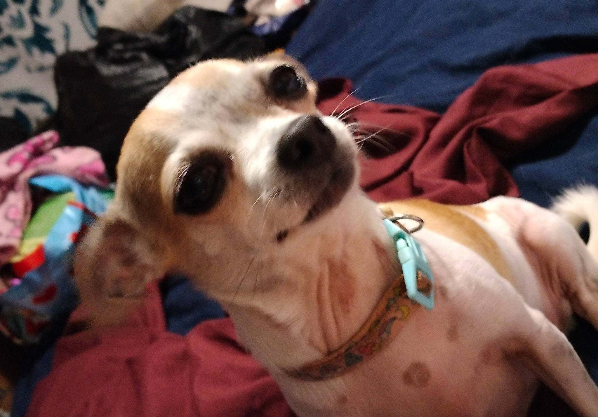 Dora joined the competition — help win amazing prizes! carnivore, collar, companion_dog, dog, dog_breed, dog_collar, dog_supply, eyewear, fawn, fur, goggles, leash, mammal, pet_supply, snout, sporting_group, sunglasses, toy_dog, vision_care, whiskers