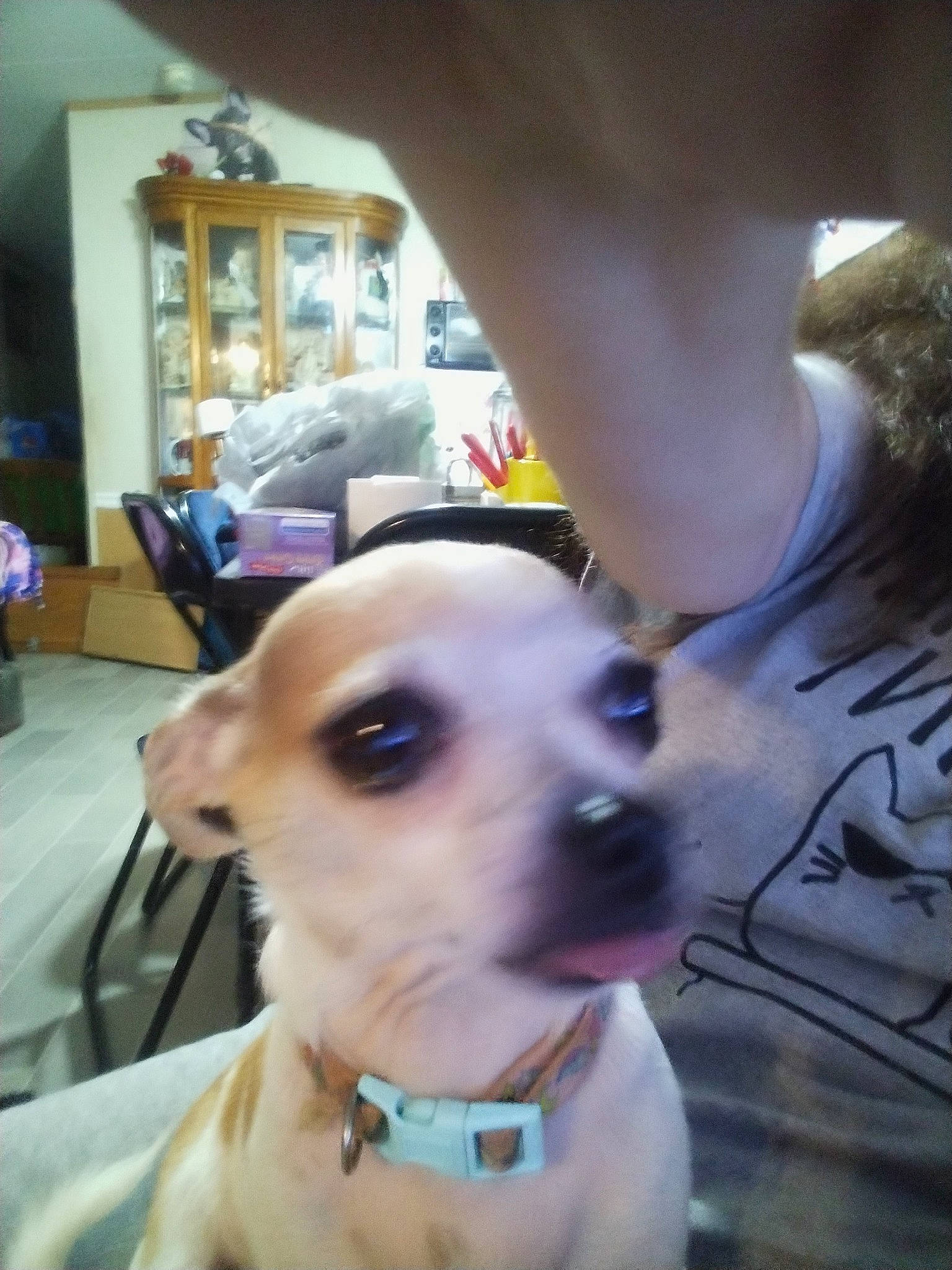 Dora joined the competition — help win amazing prizes! canidae, carnivore, chair, collar, companion_dog, dog, dog_breed, dog_collar, ear, fawn, fur, non_sporting_group, pet_supply, puppy_love, selfie, snout, sporting_group, toy_dog, whiskers, working_animal