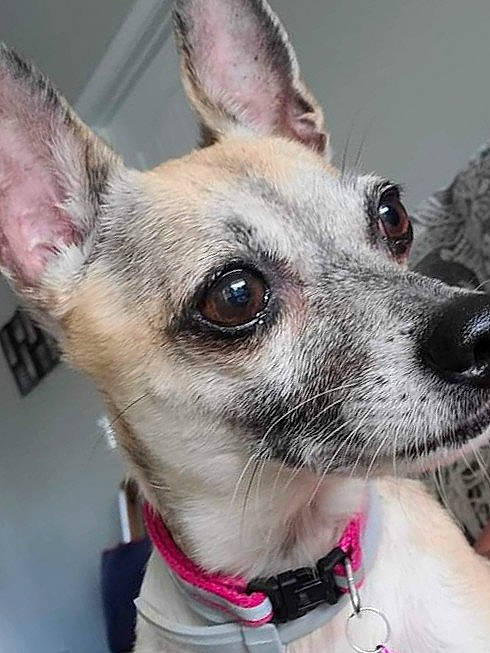 Molly is registered to the contest to win money with this photo: canidae, carnivore, collar, companion_dog, dog, dog_breed, dog_collar, dog_supply, ear, eyewear, fawn, fur, jaw, pet_supply, snout, sunglasses, terrestrial_animal, whiskers, white, working_animal