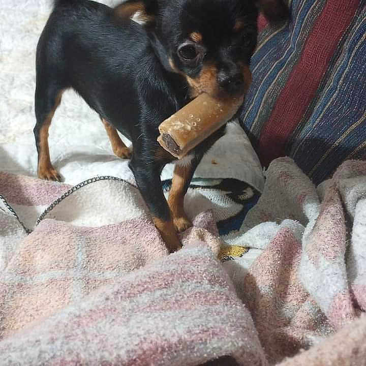 Kye Kye is registered to the contest to win money with this photo: animal, bed, blanket, canine, chihuahua, couch, cream, cushion, dessert, dog, electronics, food, furniture, homedecor, hound, icecream, pet, phone, puppy, text