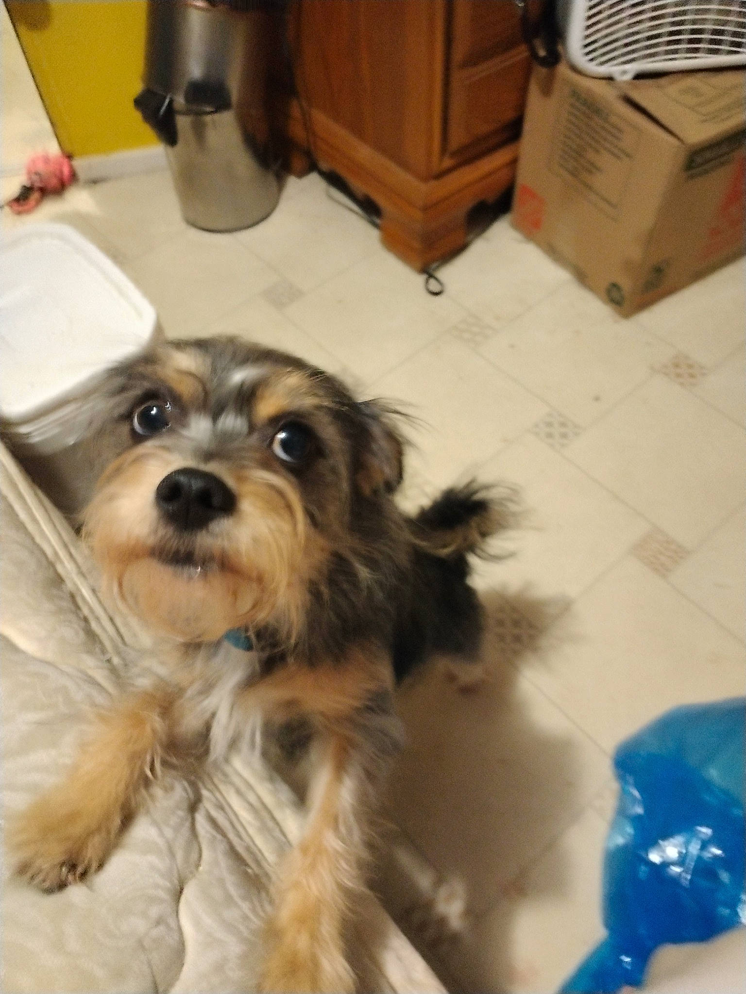 Jazzy joined the competition — help win amazing prizes! cabinetry, canidae, carnivore, companion_dog, dog, dog_breed, drawer, flooring, food_processor, fur, hardwood, home_appliance, liver, maltepoo, small_terrier, snout, terrier, toy_dog, wood, working_animal