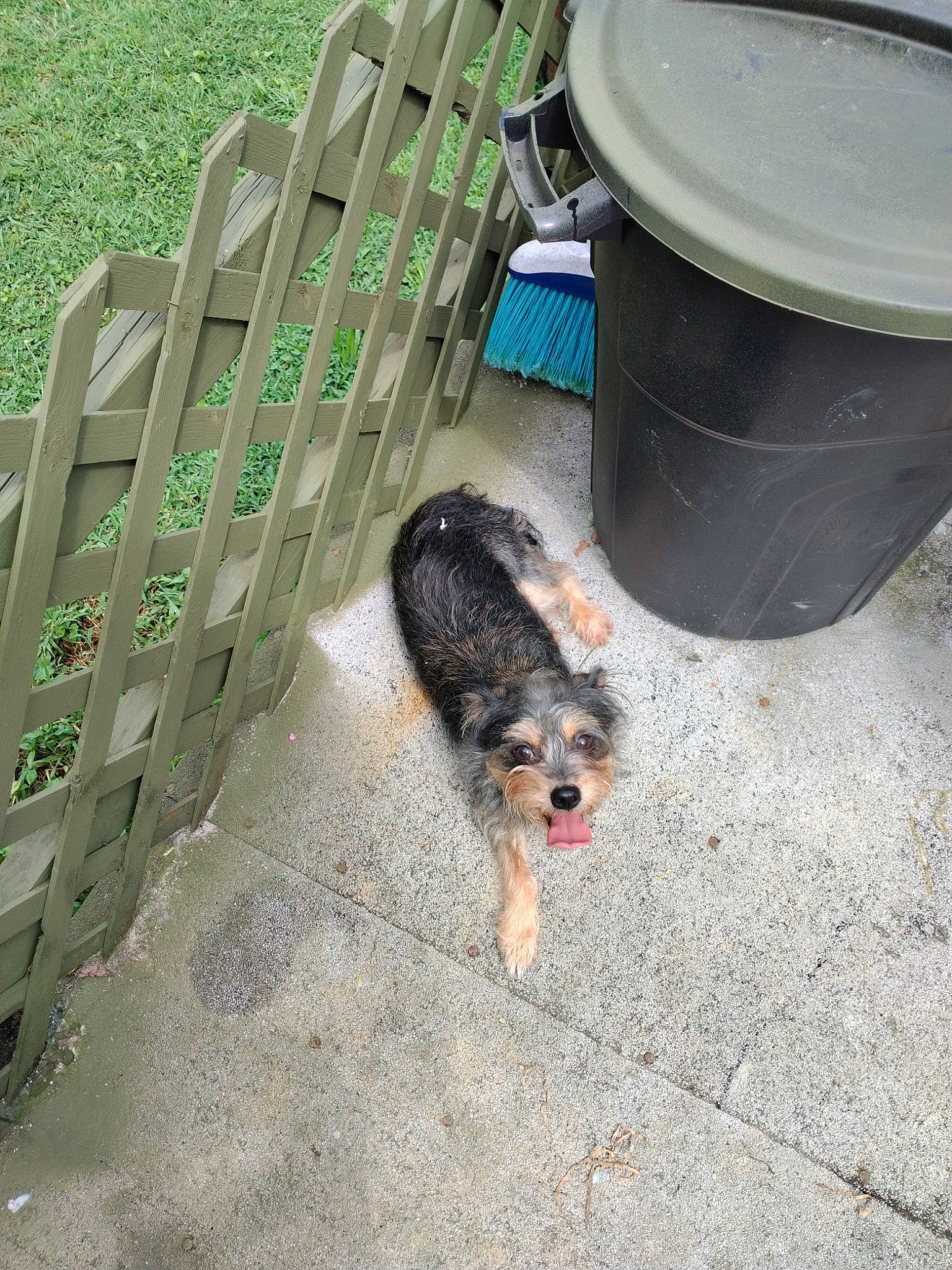 Jazzy joined the competition — help win amazing prizes! asphalt, automotive_tire, carnivore, companion_dog, composite_material, concrete, dog, dog_breed, flooring, gas, grass, pet_supply, road_surface, sidewalk, soil, sporting_group, tail, terrestrial_animal, waste_containment