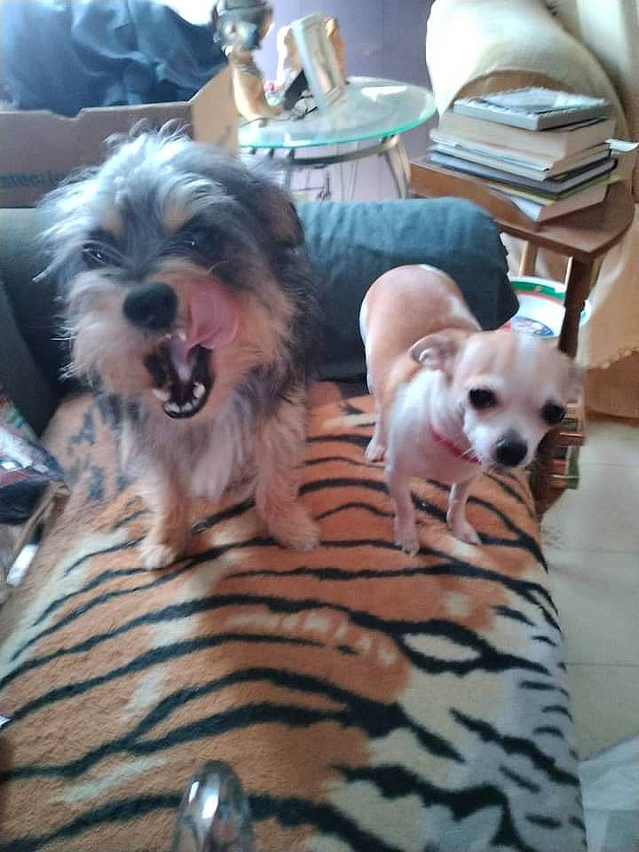 Jazzy is registered to the contest to win money with this photo: canidae, carnivore, chair, comfort, companion_dog, couch, dog, dog_breed, dog_supply, flooring, fur, puppy, puppy_love, sitting, small_terrier, sporting_group, terrier, toy_dog, wood, working_animal