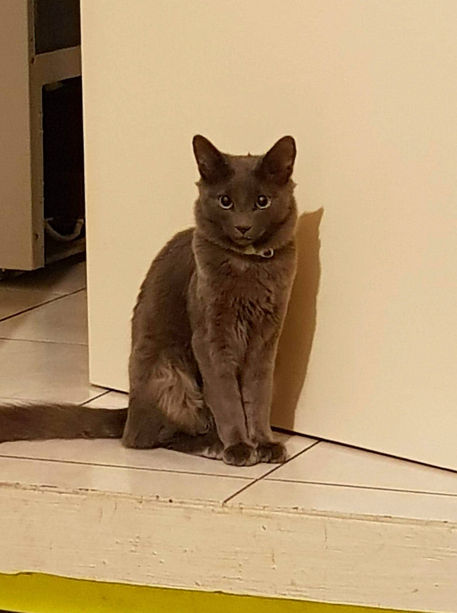 Grisou participe au concours pour gagner de l'argent avec cette photo : black_cat, carnivore, cat, domestic_short_haired_cat, fawn, felidae, flooring, fur, grey, monochrome_photography, paw, russian_blue, sitting, small_to_medium_sized_cats, snout, stairs, tail, whiskers, window, wood