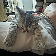 Alba a rejoint le concours — aidez-le/la à gagner de superbes lots ! arm, bedroom, cat, cozy, door, feline, fur, home, indoor, kitten, mirror, nap, pet, pillow, relaxing, resting, shelf, sleeping, tabby, whiskers