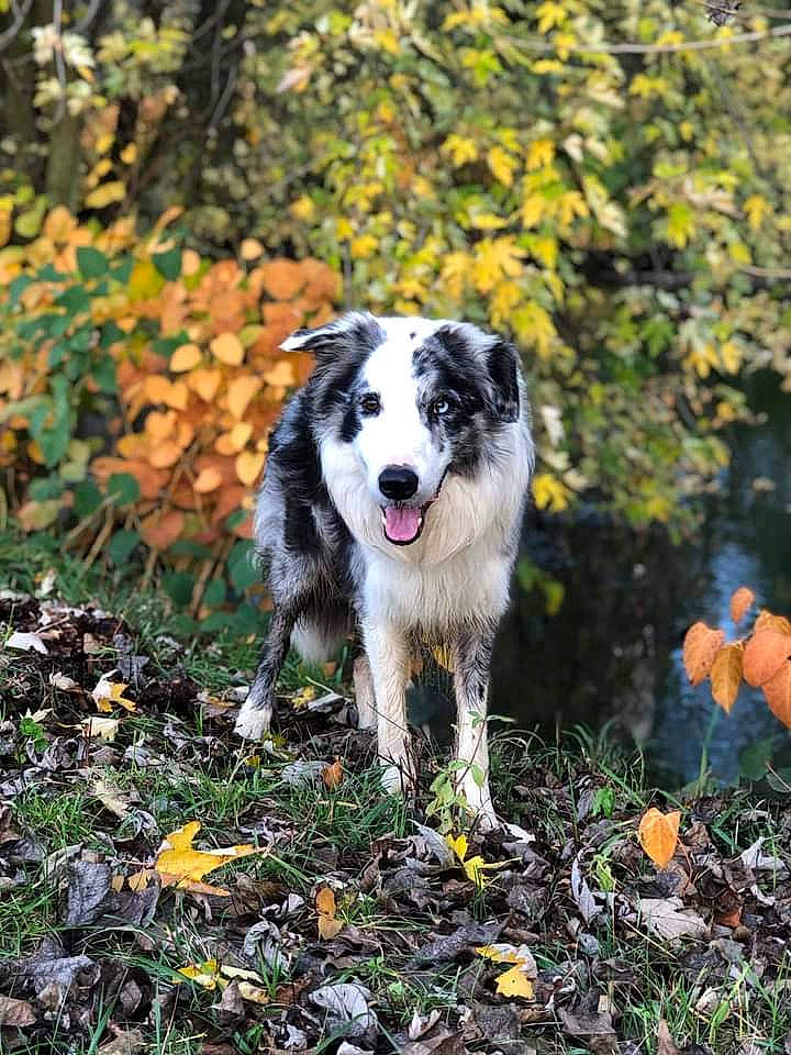 Seth a rejoint le concours — aidez-le/la à gagner de superbes lots ! autumn, border_collie, canidae, carnivore, companion_dog, dog, dog_breed, grass, herding_dog, plant, soil, sporting_group, tail, tree, working_dog