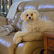 Buster is registered to the contest to win money with this photo: blanket, couch, cozy, curly_fur, dog, fur, furniture, household, indoor, leather_couch, living_room, looking_at_camera, paw, pet, poodle, portrait, relaxed, sitting, white_fur, wooden_table