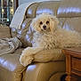 blanket, couch, cozy, curly_fur, dog, fur, furniture, household, indoor, leather_couch, living_room, looking_at_camera, paw, pet, poodle, portrait, relaxed, sitting, white_fur, wooden_table
