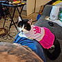 Pepper joined the competition — help win amazing prizes! cat, clothing, pink_dress, princess, black_and_white_cat, lap, couch, living_room, table, snacks, computer, mouse, carpet, door, window, bag, plastic_bag, cords, person, indoor