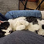 Pepper joined the competition — help win amazing prizes! cat, black_and_white, lap, jeans, gray_shirt, relaxed, indoor, feline, pet, cozy, curled_paws, resting, person, clothing, carpet, chair, whiskers, fur, cute, domestic