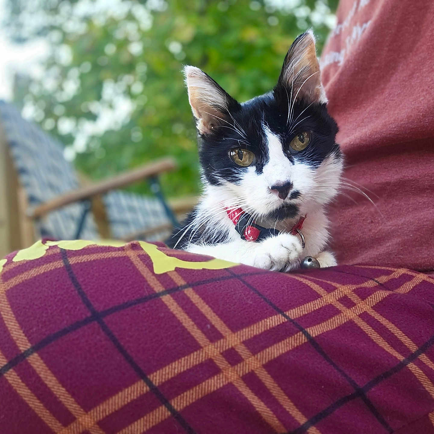 Pepper is registered to the contest to win money with this photo: animal, black_and_white, blurred_background, cat, close_up, collar, daylight, feline, greenery, lap, maroon, outdoor, person, pet, plaid_blanket, portrait, relaxed, whiskers, wooden_chair, yellow