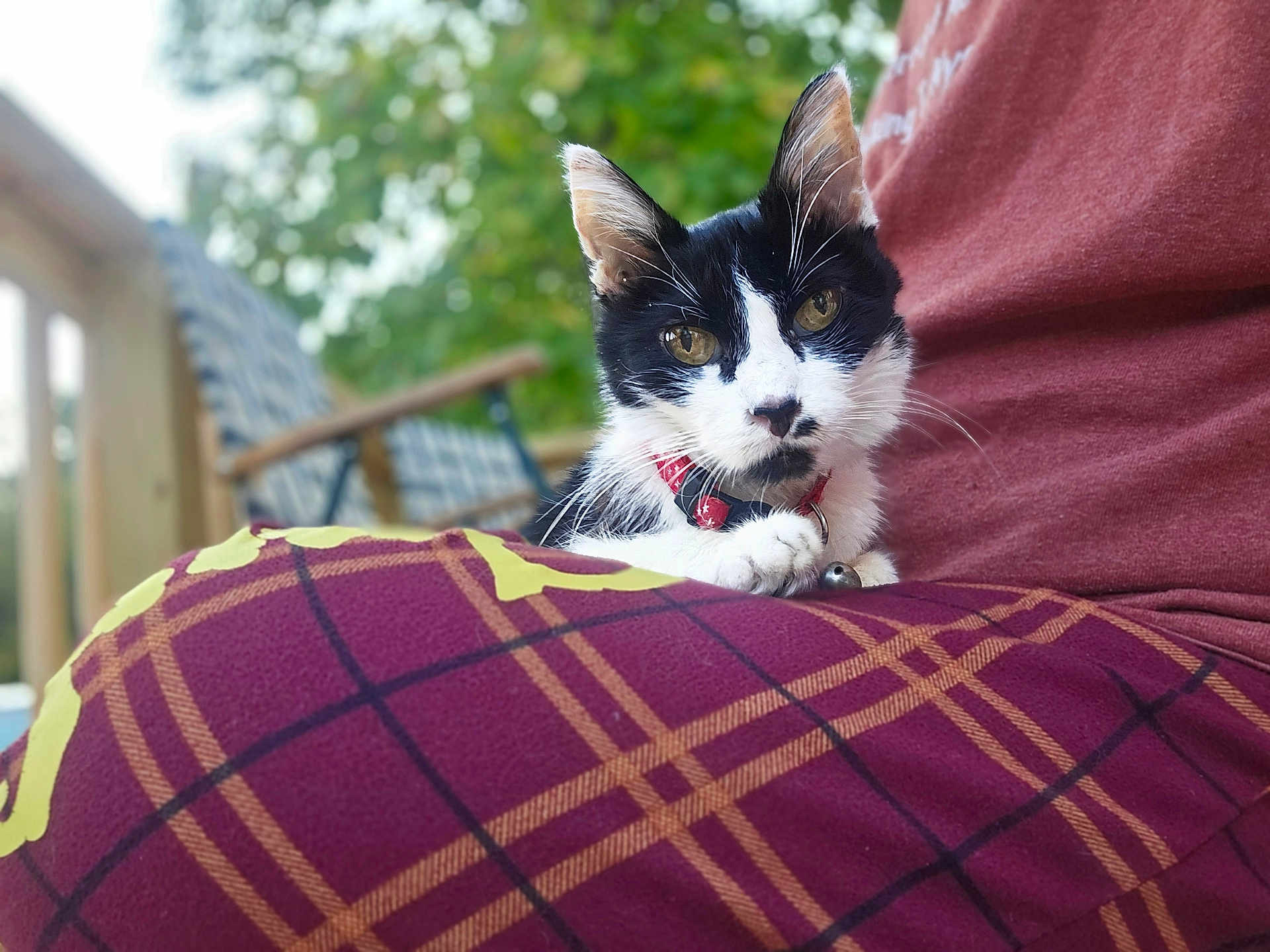Pepper is registered to the contest to win money with this photo: cat, black_and_white, collar, pet, animal, lap, plaid_blanket, maroon, yellow, person, outdoor, greenery, wooden_chair, blurred_background, relaxed, feline, close_up, portrait, whiskers, daylight