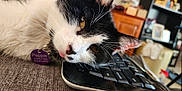 Pepper is registered to the contest to win money with this photo: cat, black_and_white, pet, keyboard, indoor, closeup, fur, whiskers, tongue, collar, tag, relaxed, face, animal, domestic, cute, resting, home, feline, curious