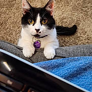 Pepper is registered to the contest to win money with this photo: cat, black_and_white, pet, curious, indoor, carpet, keyboard, collar, tag, whiskers, ears, paws, tail, close_up, looking_up, alert, domestic_animal, feline, home, cute