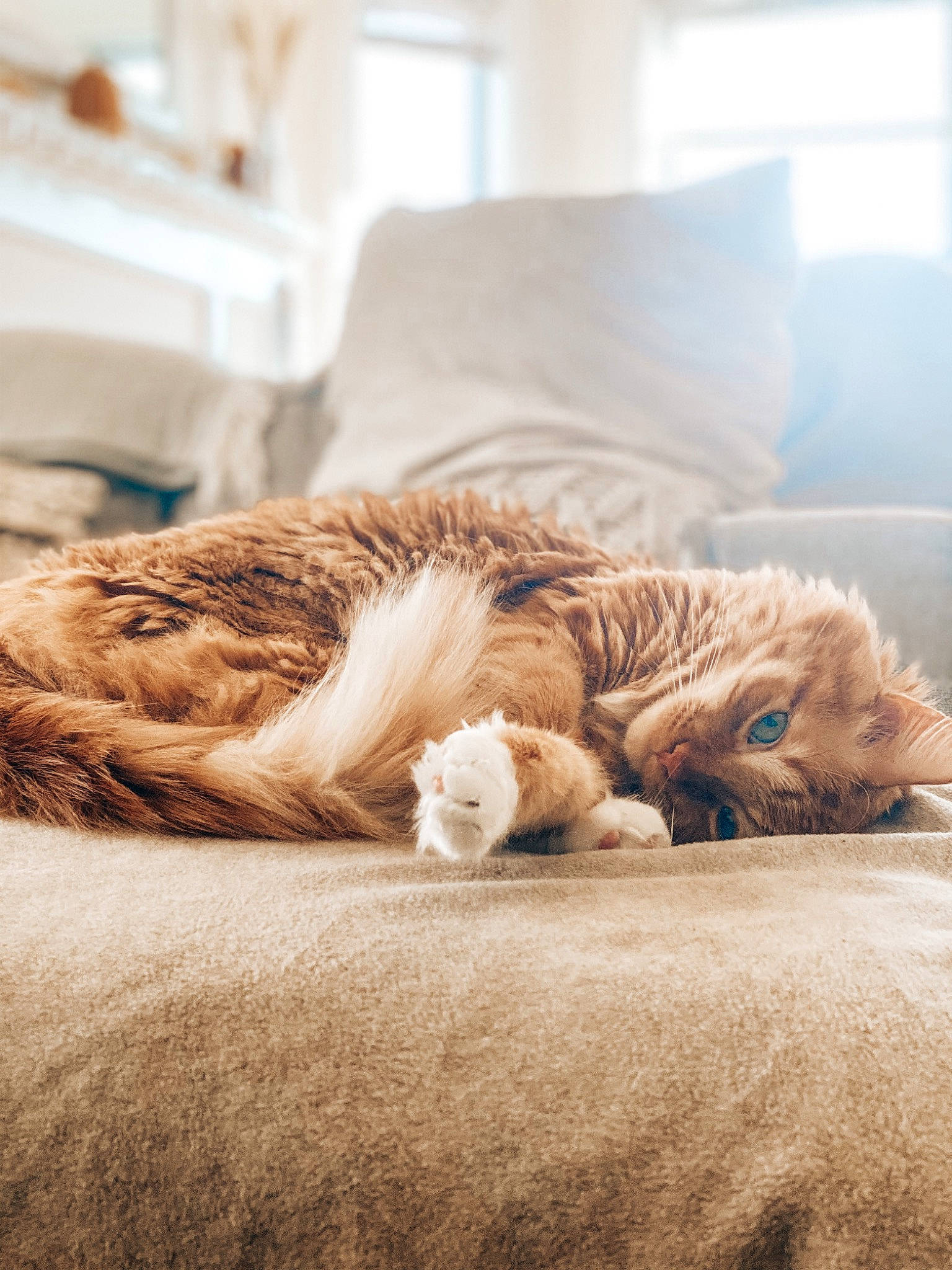 Daniel joined the competition — help win amazing prizes! canidae, carnivore, cat, comfort, domestic_short_haired_cat, fawn, felidae, flooring, fur, linens, mammal, paw, room, small_to_medium_sized_cats, snout, tail, textile, vertebrate, whiskers, wood