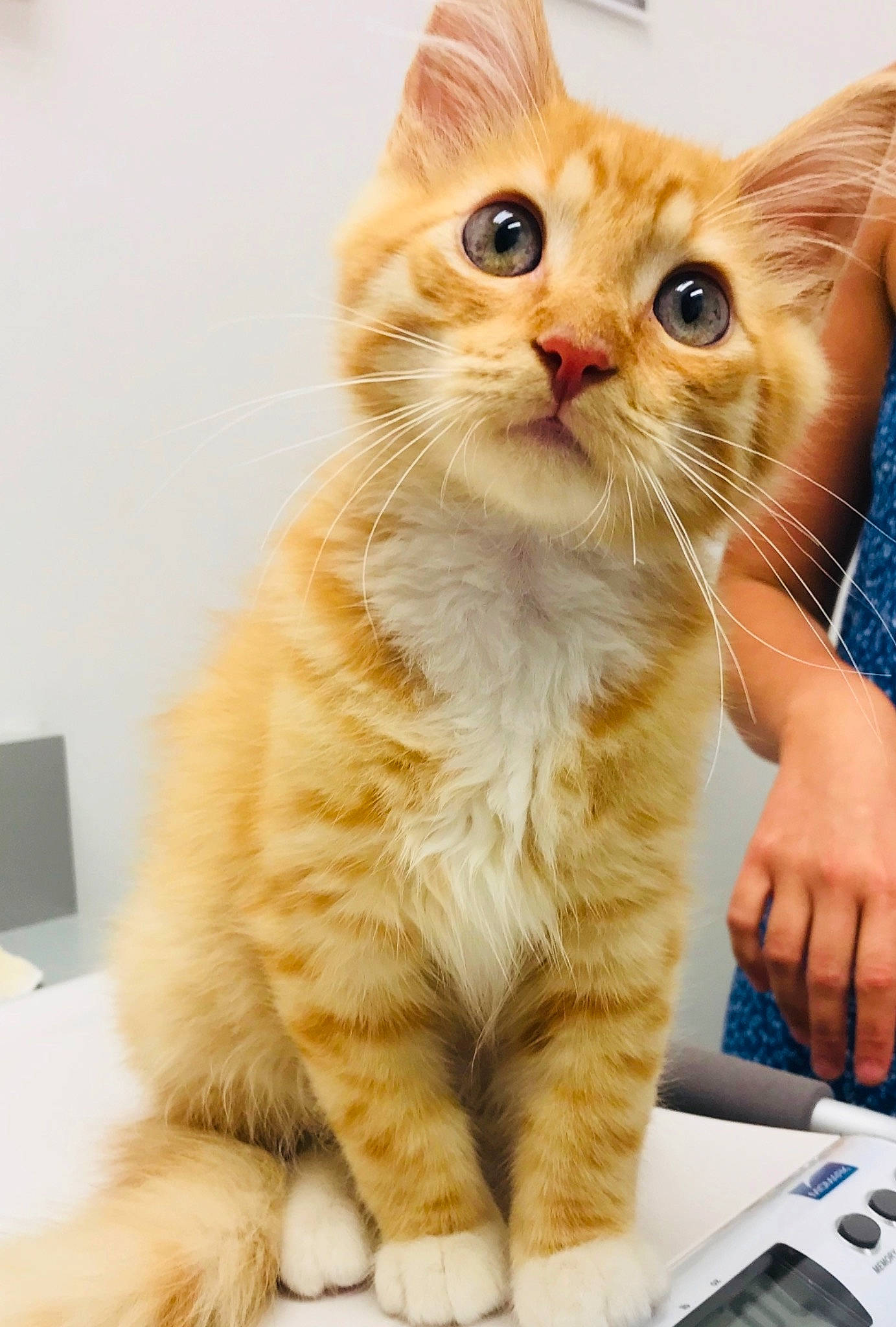 Daniel joined the competition — help win amazing prizes! carnivore, cat, claw, comfort, domestic_short_haired_cat, fawn, felidae, fur, gesture, nail, paw, photo_caption, small_to_medium_sized_cats, snout, tail, whiskers, window