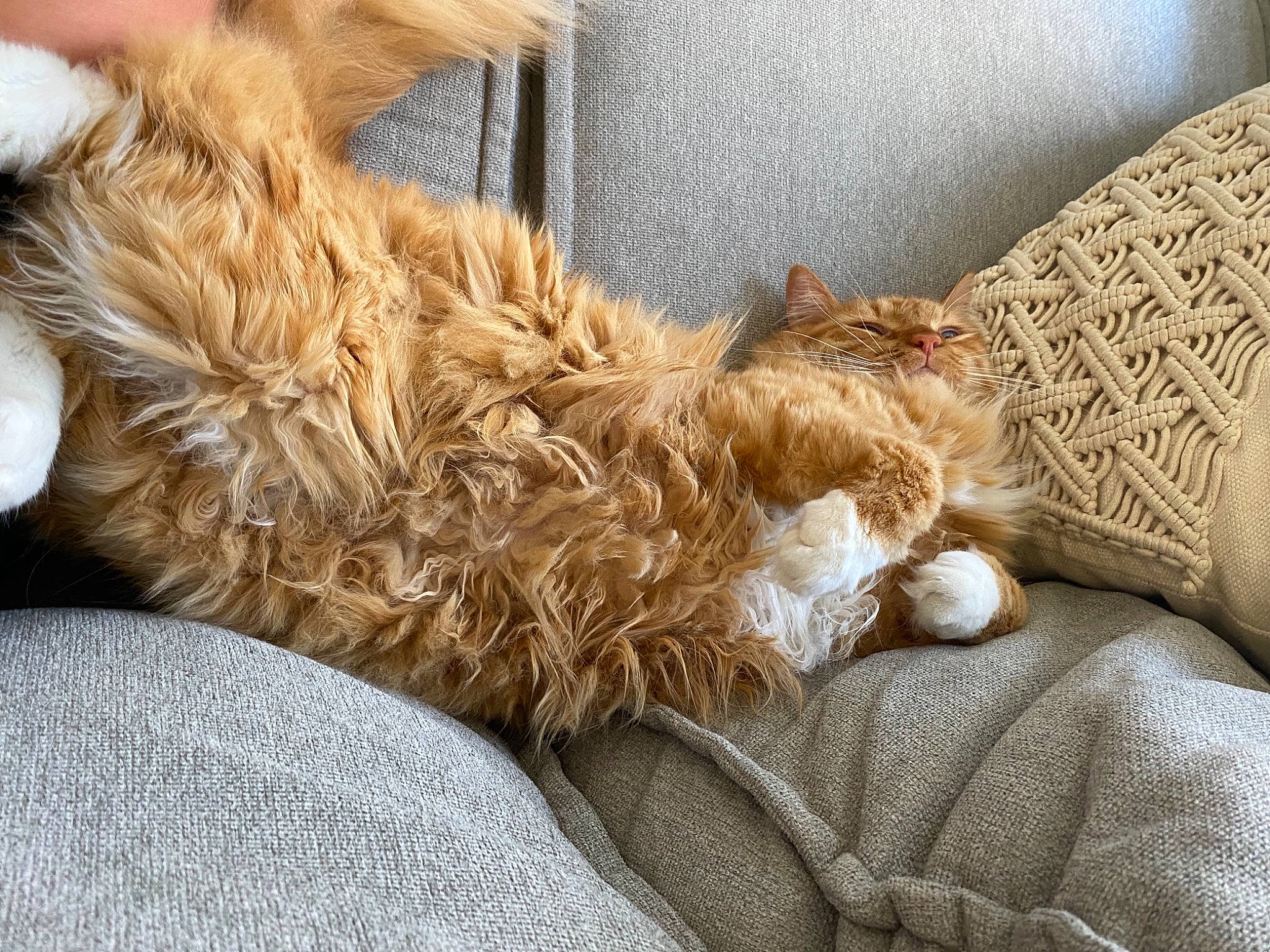 Daniel joined the competition — help win amazing prizes! canidae, carnivore, comfort, companion_dog, dog, dog_breed, ear, fawn, felidae, foot, fur, human_leg, liver, paw, small_to_medium_sized_cats, snout, sporting_group, tail, whiskers, working_animal