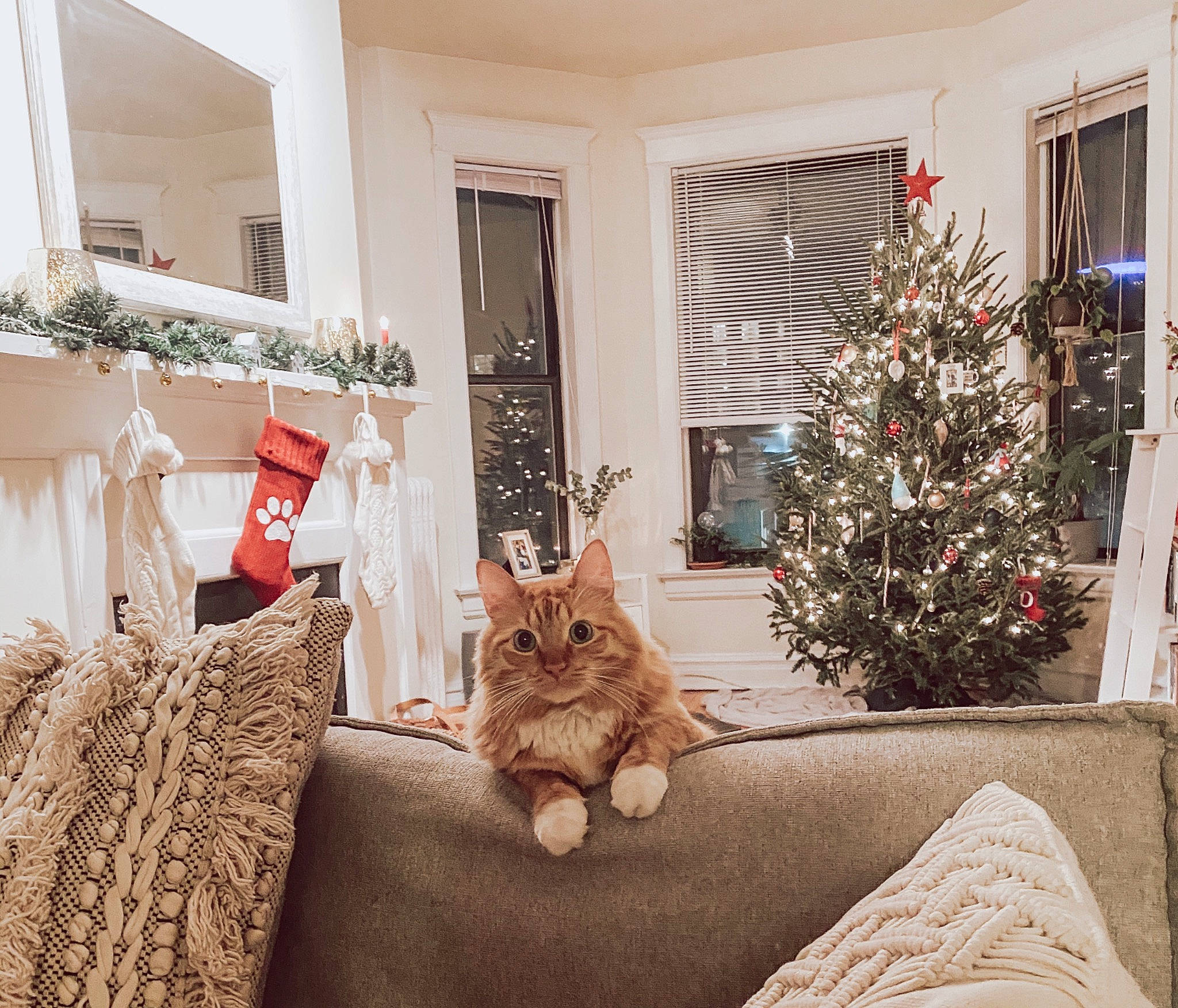 Daniel is registered to the contest to win money with this photo: branch, carnivore, cat, chair, christmas_ornament, christmas_tree, comfort, couch, decoration, fawn, felidae, furniture, interior_design, living_room, mammal, plant, textile, tree, window, wood