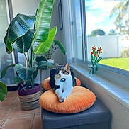 Mumbles joined the competition — help win amazing prizes! bench, cat, cozy, daylight, decor, domestic, floor_tiles, flowers, furniture, green_leaves, houseplant, indoor, jar, orange_cushion, pet, relaxed, resting, sunlight, tabby_cat, window