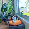 bench, cat, cozy, daylight, decor, domestic, floor_tiles, flowers, furniture, green_leaves, houseplant, indoor, jar, orange_cushion, pet, relaxed, resting, sunlight, tabby_cat, window