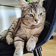 Maya participe au concours pour gagner de l'argent avec cette photo : animal, black_chair, cat, chair, close_up, cozy, domestic_cat, furniture, green_eyes, indoor, mammal, paws, pet, plant, relaxed, resting, striped_fur, tabby_cat, whiskers, wooden_floor