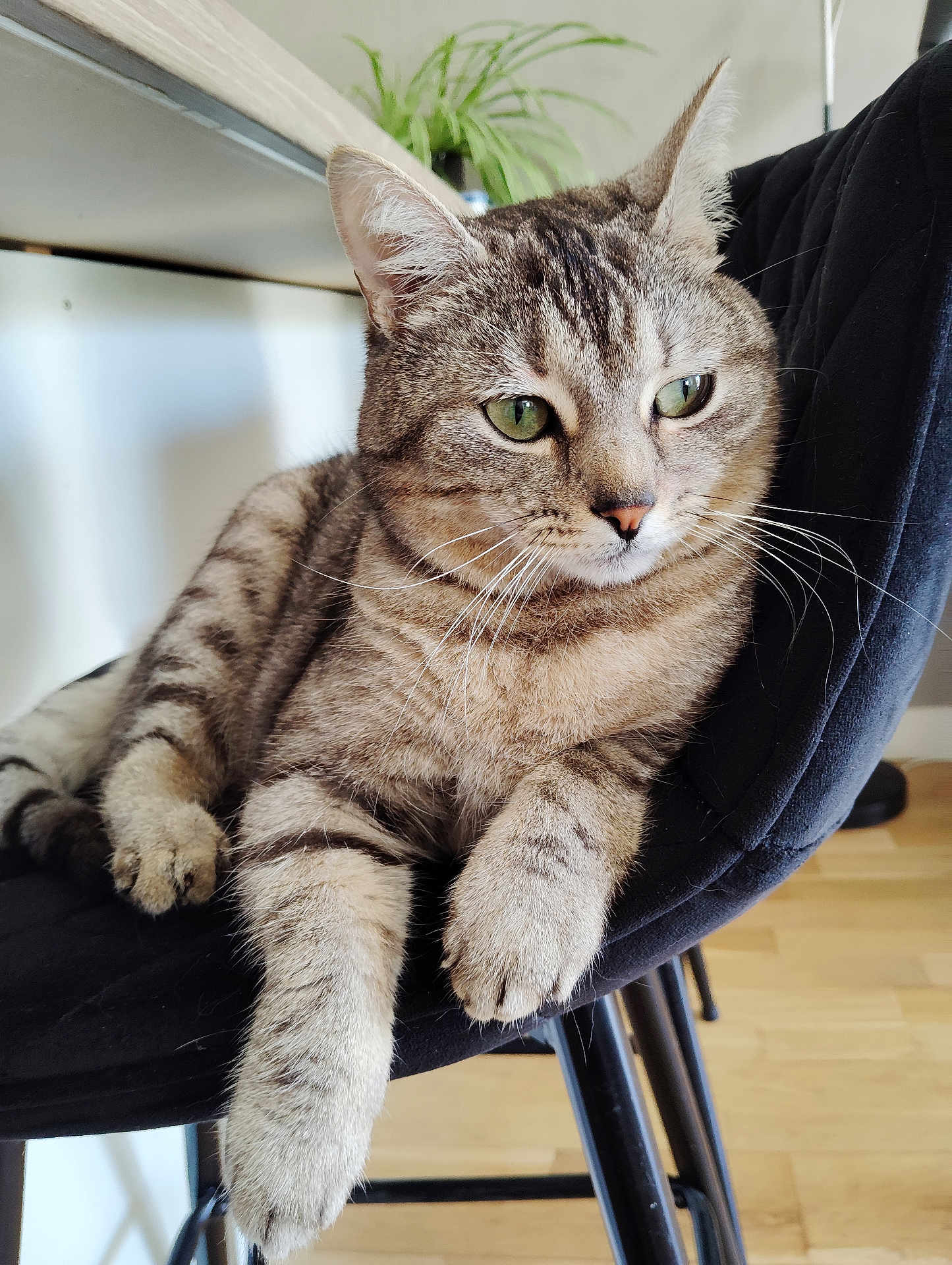 Maya