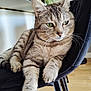 animal, black_chair, cat, chair, close_up, cozy, domestic_cat, furniture, green_eyes, indoor, mammal, paws, pet, plant, relaxed, resting, striped_fur, tabby_cat, whiskers, wooden_floor