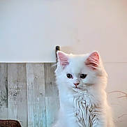 Syla participe au concours pour gagner de l'argent avec cette photo : cat, white_cat, fluffy, indoor, pet, feline, curious, sitting, wooden_panel, clock, vintage_clock, wall, cozy, home, domestic_animal, cute, animal, fur, portrait, looking