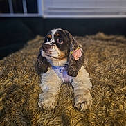 Nova is registered to the contest to win money with this photo: adorable, animal, blanket, brown, cocker_spaniel, cozy, cute, dog, ear_accessory, flower, fur, furry, indoor, looking_away, lying_down, pet, portrait, puppy, soft_texture, white