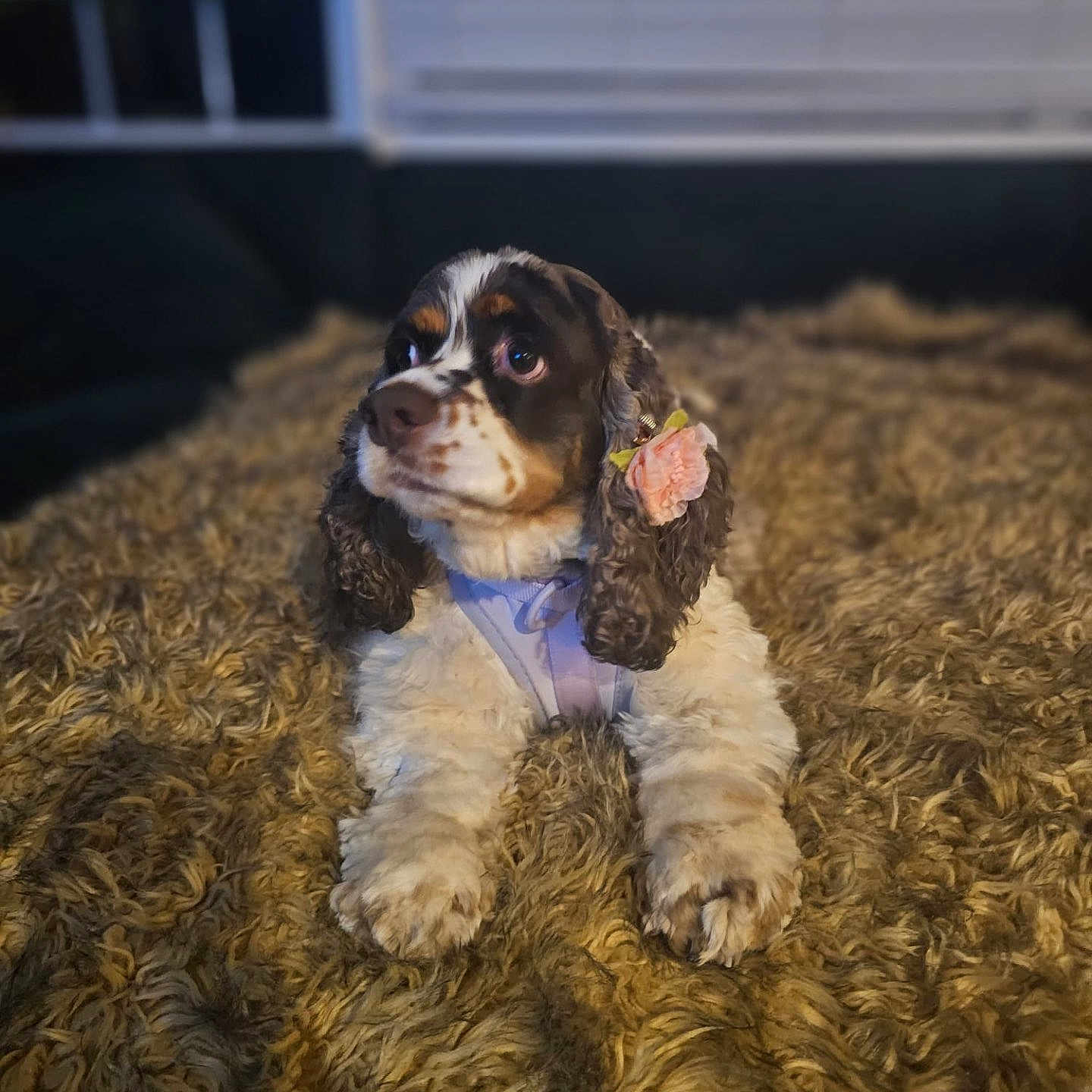 Nova is registered to the contest to win money with this photo: adorable, animal, blanket, brown, cocker_spaniel, cozy, cute, dog, ear_accessory, flower, fur, furry, indoor, looking_away, lying_down, pet, portrait, puppy, soft_texture, white