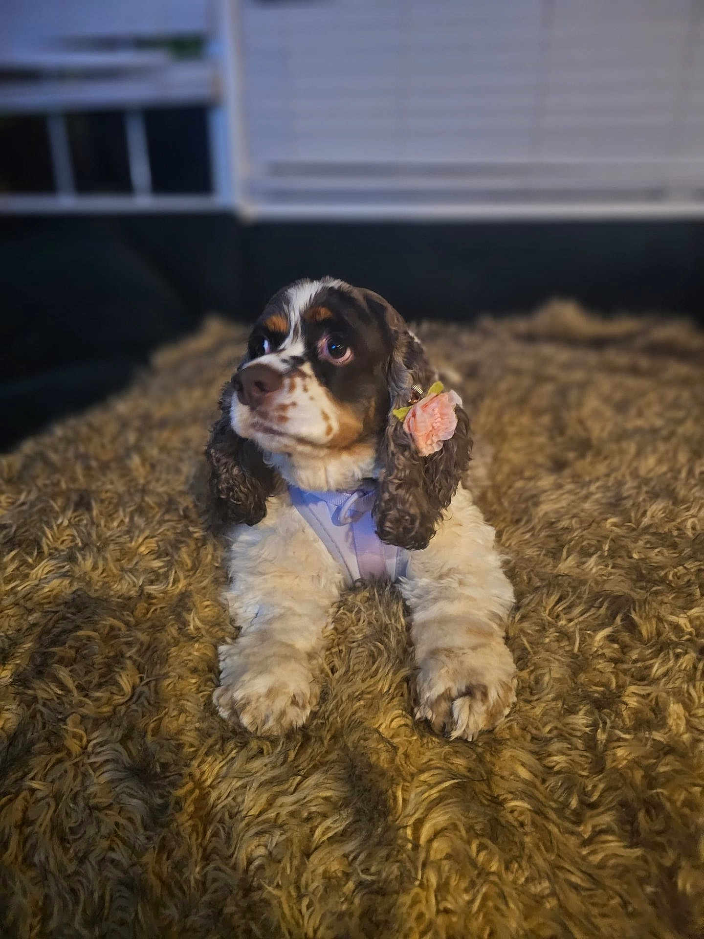 Nova