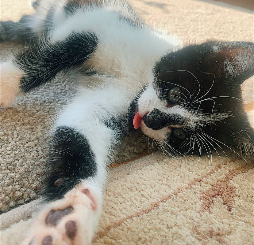 Connie joined the competition — help win amazing prizes! carnivore, cat, claw, domestic_short_haired_cat, ear, european_shorthair, felidae, fur, kitten, nap, nose, paw, polydactyl_cat, skin, sleep, small_to_medium_sized_cats, snout, whiskers