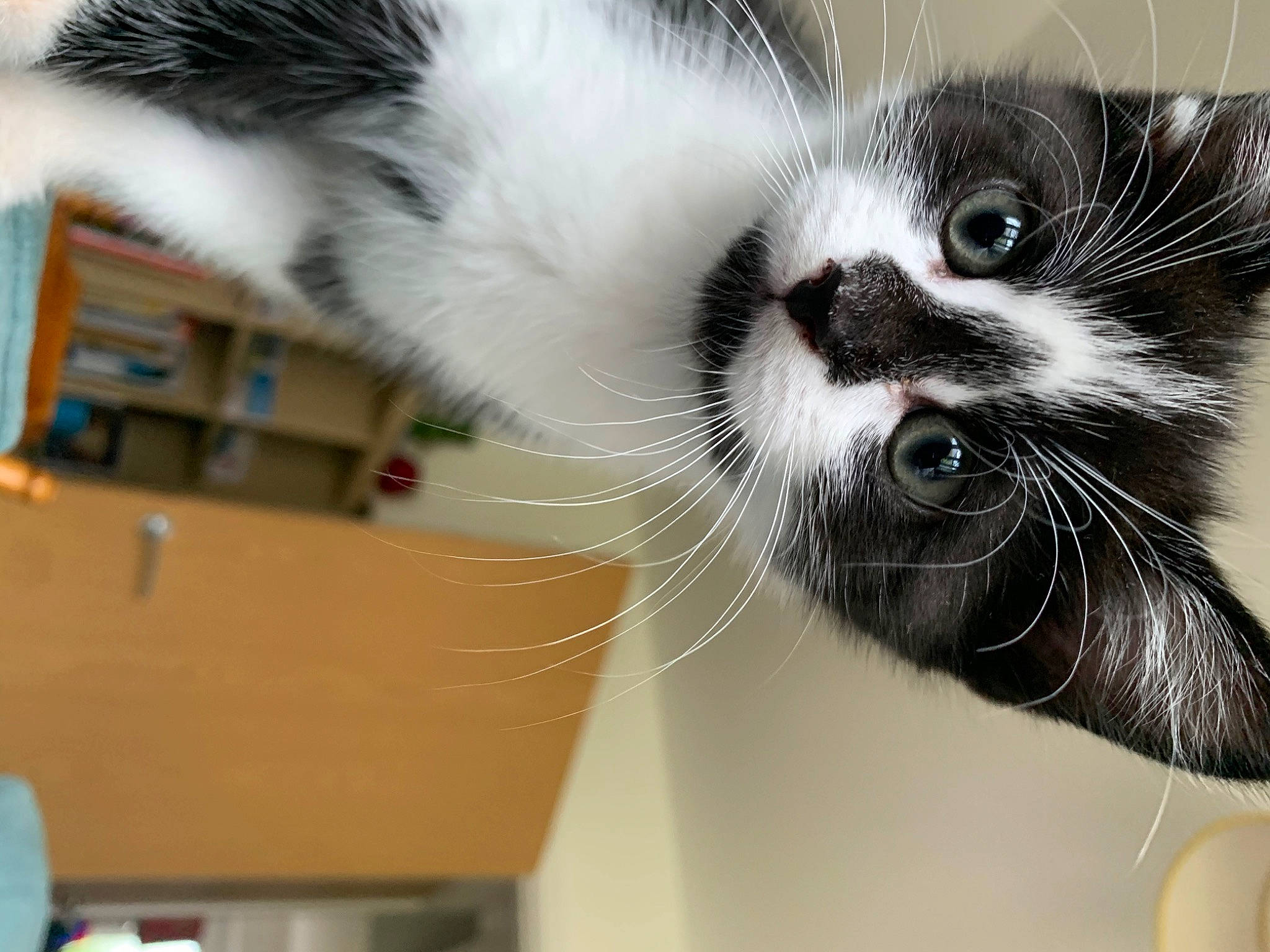 Connie joined the competition — help win amazing prizes! carnivore, cat, domestic_short_haired_cat, ear, felidae, fur, kitten, small_to_medium_sized_cats, snout, whiskers