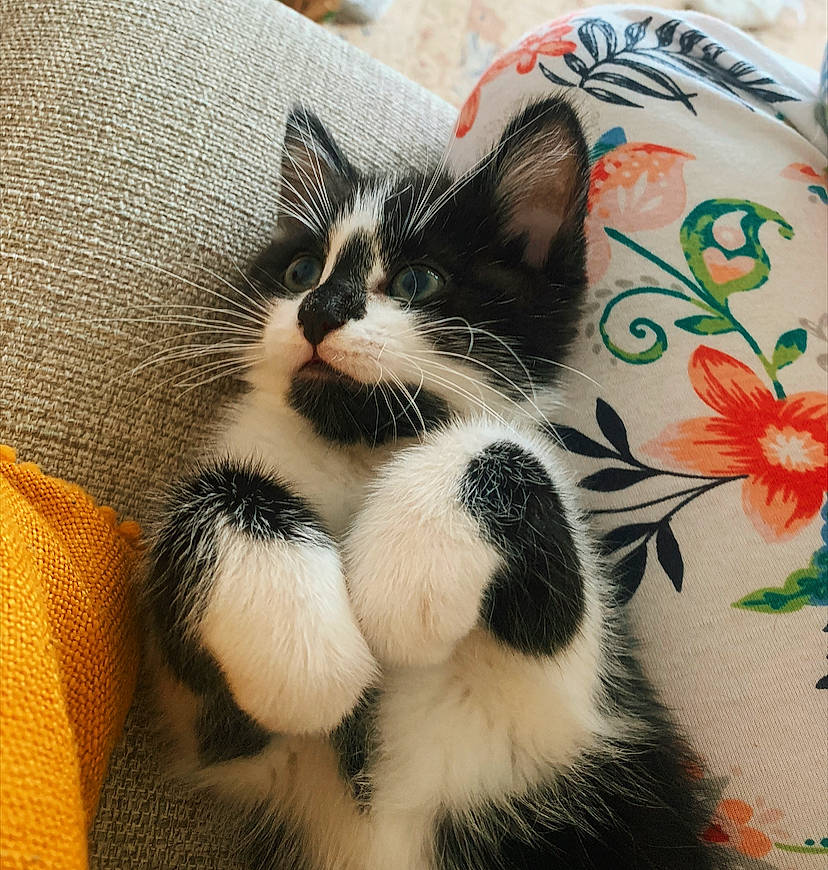 Connie joined the competition — help win amazing prizes! aegean_cat, american_wirehair, black_and_white, carnivore, cat, domestic_short_haired_cat, ear, european_shorthair, felidae, fur, kitten, nose, paw, plant, polydactyl_cat, small_to_medium_sized_cats, snout, tail, whiskers