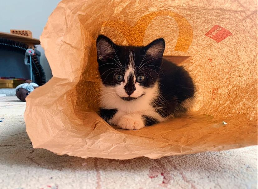 Connie is registered to the contest to win money with this photo: aegean_cat, box, carnivore, cat, cymric, domestic_long_haired_cat, domestic_short_haired_cat, european_shorthair, fawn, felidae, fur, kitten, munchkin, norwegian_forest_cat, polydactyl_cat, ragamuffin, small_to_medium_sized_cats, whiskers