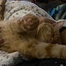 Parker is registered to the contest to win money with this photo: animal, bed, blanket, cat, closed_eyes, coffee_table, cozy, cuddly, furniture, furry, home, indoor, lying_down, nap, orange_cat, pet, relaxed, sleeping, warm_lighting, whiskers