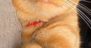 Parker is registered to the contest to win money with this photo: cat, orange_tabby, ginger_cat, close_up, portrait, feline, whiskers, amber_eyes, pink_nose, paw, fur, collar, red_collar, indoor, pet, animal, relaxed, sitting, curious, photography