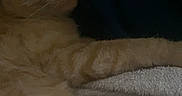 Parker is registered to the contest to win money with this photo: bed, blanket, cat, close_up, cozy, dim_lighting, feline, home, indoors, lounging, lying_down, orange_tabby, paws, pet, portrait, relaxed, sleepy, striped_fur, tail, whiskers