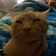 Parker joined the competition — help win amazing prizes! blanket, blue_blanket, cat, close_up, closed_eyes, collar, cozy, cuddling, face, feline, fur, hand, indoors, orange_cat, orange_fur, pet, portrait, relaxed, sleepy, whiskers