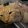 Parker is registered to the contest to win money with this photo: bed, bedroom, blanket, cat, close_up, cozy, ears, eyes, feline, fur, human_hand, lying_down, nose, orange_tabby, pet, pillow, relaxed, sleepy, striped_fur, whiskers